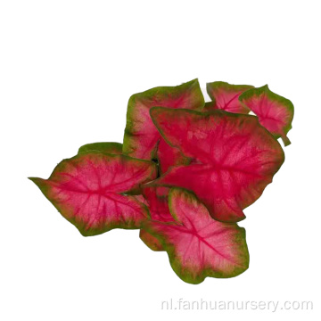 caladium nihong natuurlijke planten